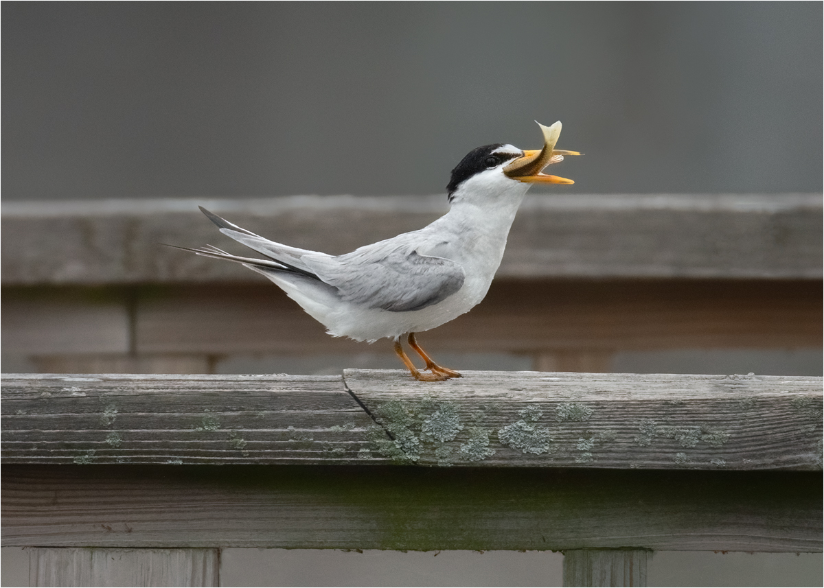 Michels Elizabeth Tern About To Swallow Fish Pictorial   Class A 20260415